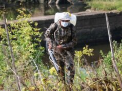 Жители Рыбинска смогут частично компенсировать расходы на обработку от борщевика