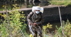 Жители Рыбинска смогут частично компенсировать расходы на обработку от борщевика