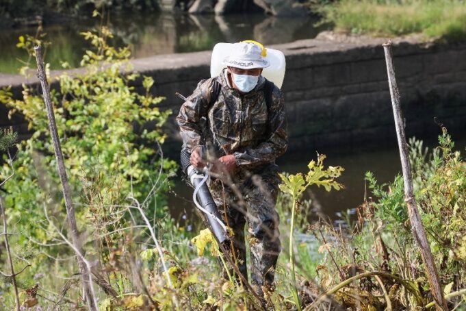 Жители Рыбинска смогут частично компенсировать расходы на обработку от борщевика