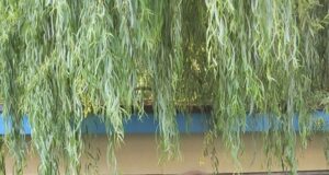 Школьницы из Рыбинска стали лауреатами конкурса «Большая перемена»