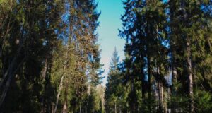 Ветераны и участники СВО могут получить путевку в санаторий «Ясные зори»