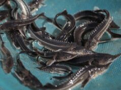 В Волгу выпустили 11 тысяч мальков стерляди