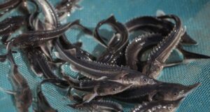 В Волгу выпустили 11 тысяч мальков стерляди