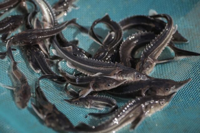 В Волгу выпустили 11 тысяч мальков стерляди