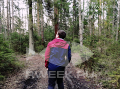 В Рыбинском районе ввели карантин в лесах из-за опасного жука