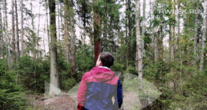 В Рыбинском районе ввели карантин в лесах из-за опасного жука