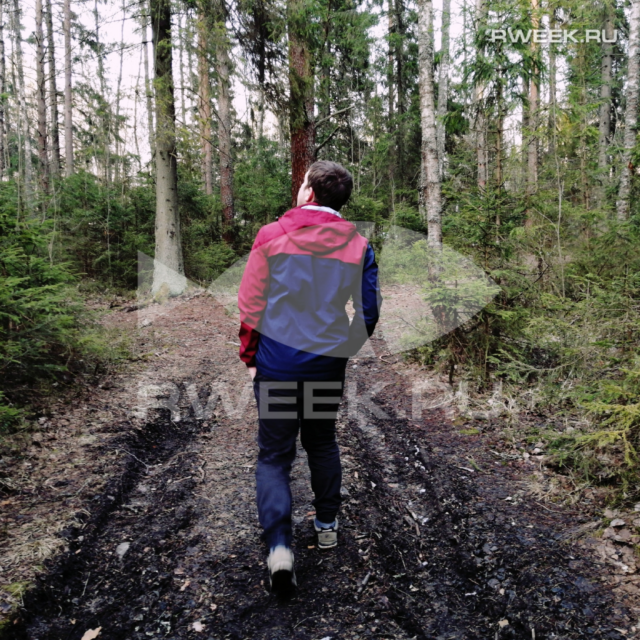 В Рыбинском районе ввели карантин в лесах из-за опасного жука