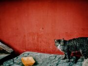 Мир удивительных совпадений Евгения Филатова