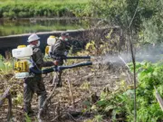 В Рыбинске проходит второй этап обработки территорий от борщевика