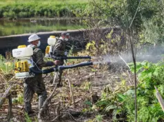 В Рыбинске проходит второй этап обработки территорий от борщевика