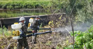 В Рыбинске проходит второй этап обработки территорий от борщевика