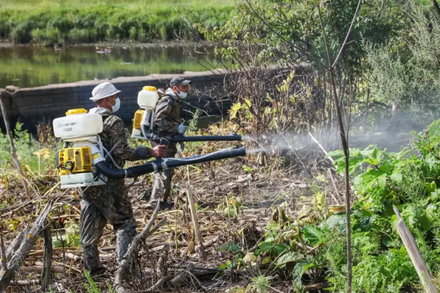 В Рыбинске проходит второй этап обработки территорий от борщевика