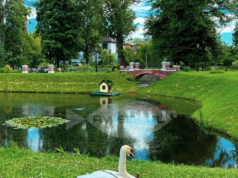 В Рыбинске умер лебедь из Карякинского сада