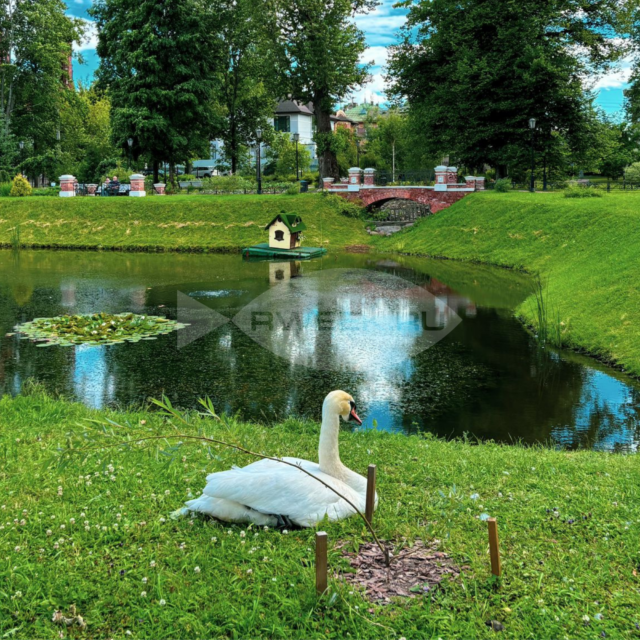 В Рыбинске умер лебедь из Карякинского сада