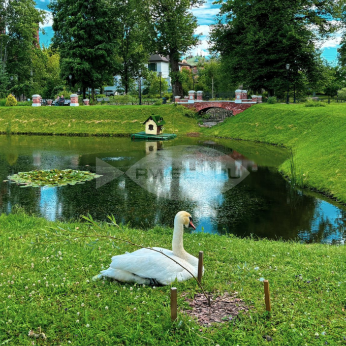 В Рыбинске умер лебедь из Карякинского сада