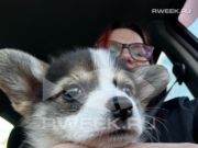 В Ярославской области начали выписывать штрафы за выгул собак без поводка и загрязнение общественных мест