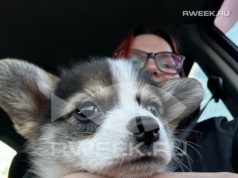 В Ярославской области начали выписывать штрафы за выгул собак без поводка и загрязнение общественных мест