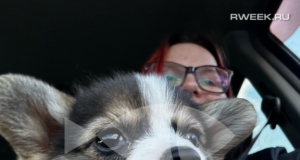 В Ярославской области начали выписывать штрафы за выгул собак без поводка и загрязнение общественных мест