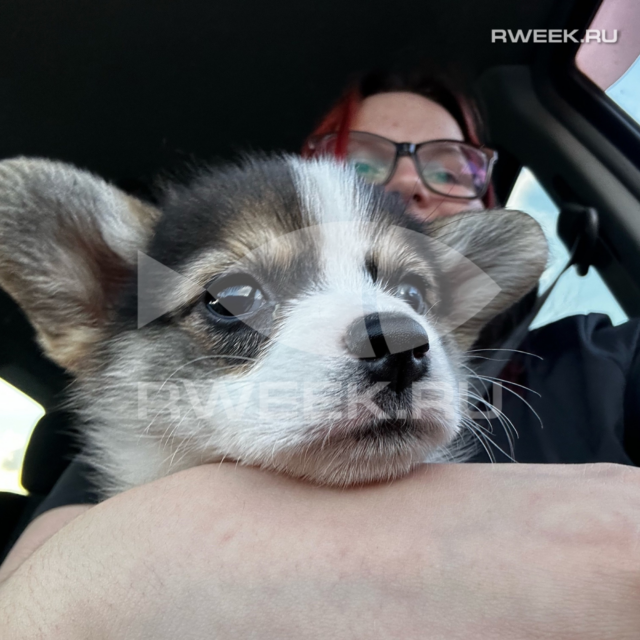 В Ярославской области начали выписывать штрафы за выгул собак без поводка и загрязнение общественных мест