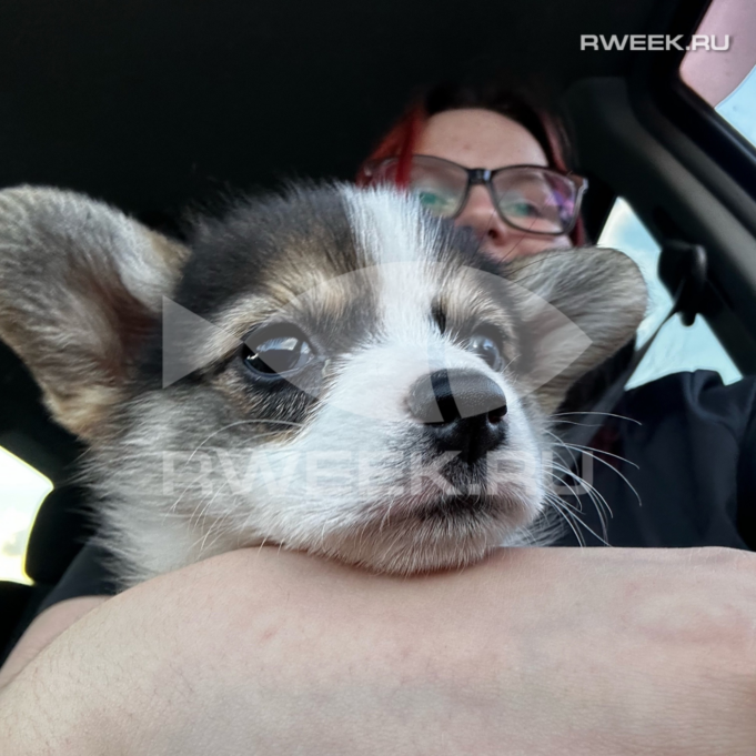 В Ярославской области начали выписывать штрафы за выгул собак без поводка и загрязнение общественных мест