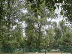 В Рыбинске появится пять новых площадок для выгула собак