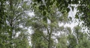 В Рыбинске появится пять новых площадок для выгула собак