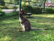 В течение одной недели из российских зоопарков пропали три кенгуренка