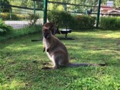 В течение одной недели из российских зоопарков пропали три кенгуренка