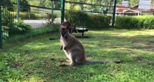 В течение одной недели из российских зоопарков пропали три кенгуренка