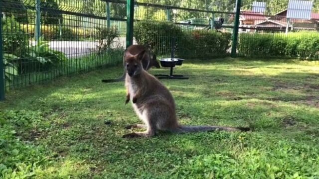 В течение одной недели из российских зоопарков пропали три кенгуренка