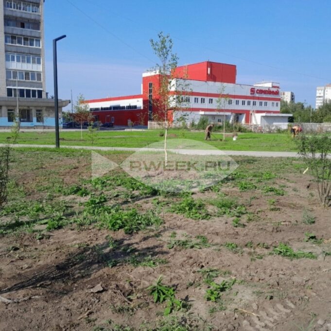 В парке на Суркова в Рыбинске появятся 200 молодых саженцев