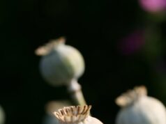 В Ярославской области возбуждены уголовные дела за выращивание мака