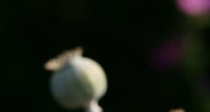 В Ярославской области возбуждены уголовные дела за выращивание мака