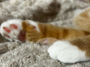 Жители Рыбинска просят привлечь к ответственности стрелка, изувечившего бездомного кота