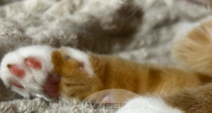 Жители Рыбинска просят привлечь к ответственности стрелка, изувечившего бездомного кота