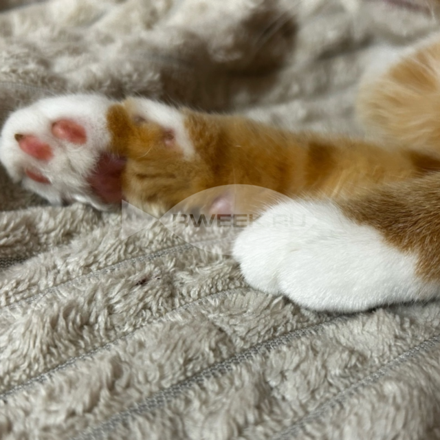 Жители Рыбинска просят привлечь к ответственности стрелка, изувечившего бездомного кота