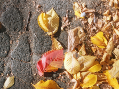 В Рыбинске пройдёт осенний месячник чистоты