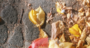 В Рыбинске пройдёт осенний месячник чистоты