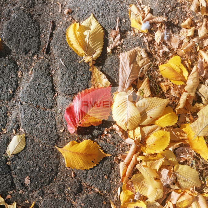 В Рыбинске пройдёт осенний месячник чистоты