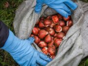 Рыбинск украсят 17 тысяч тюльпанов