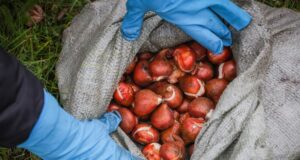 Рыбинск украсят 17 тысяч тюльпанов