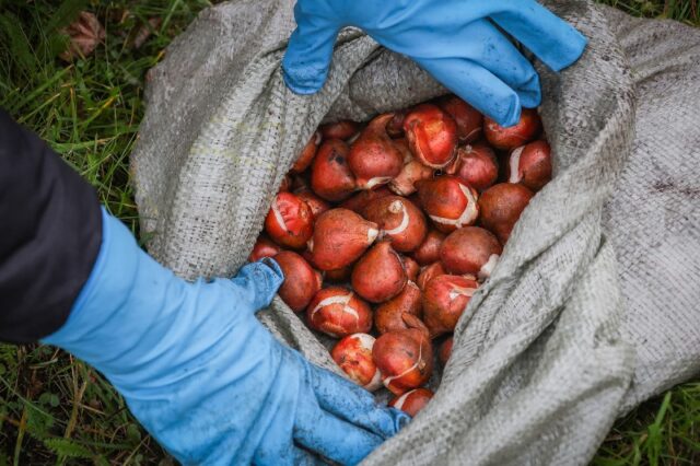 Рыбинск украсят 17 тысяч тюльпанов