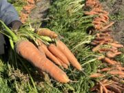 Рекордную сумму грантов проекта «Агростартап» получат фермеры Ярославской области