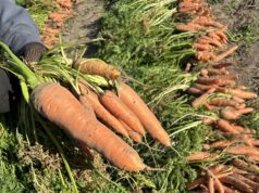 Рекордную сумму грантов проекта «Агростартап» получат фермеры Ярославской области