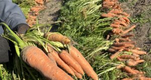 Рекордную сумму грантов проекта «Агростартап» получат фермеры Ярославской области