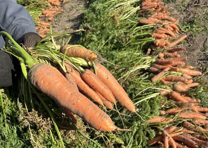 Рекордную сумму грантов проекта «Агростартап» получат фермеры Ярославской области