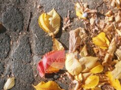 В Рыбинске проходит осенний месячник чистоты