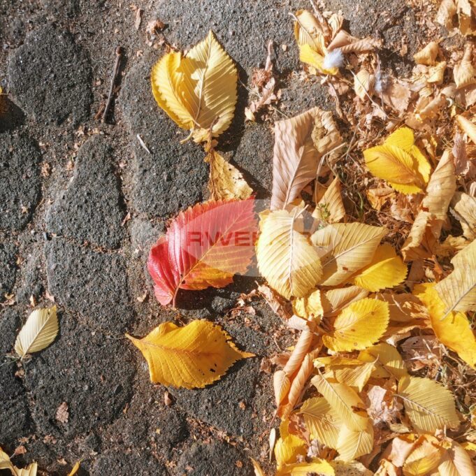 В Рыбинске проходит осенний месячник чистоты