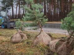 В Рыбинске высаживают сосны
