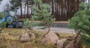 В Рыбинске высаживают сосны